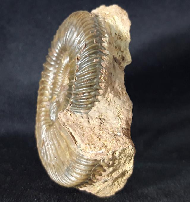 Parkinsonia parkinsoni (SOWERBY 1821) - Bild &copy; FossNet FossilienStore